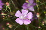 Slenderleaf false foxglove